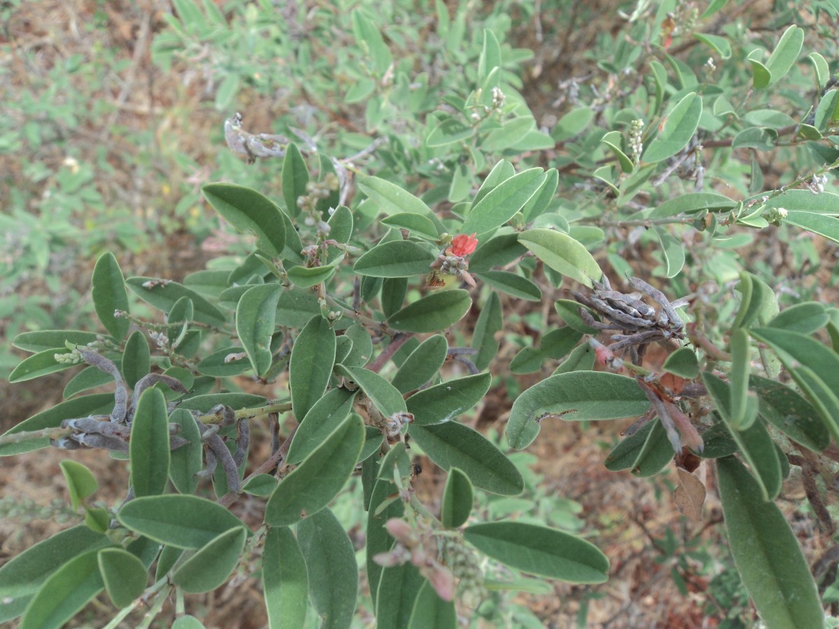 Indigofera oblongifolia Forssk.